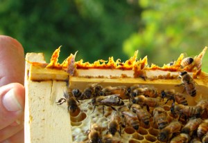 propolis-on-edge-of-frame