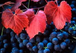 Vigne-rouge-propriétés-300x210