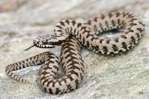 Adder_121717363_0