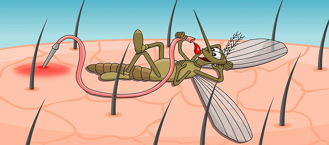 mosquito