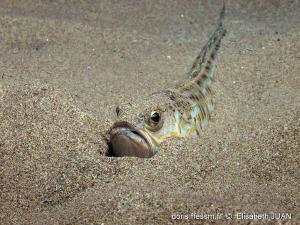 trachinus_draco-dh31_image600